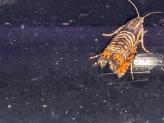 Thaumatographa jonesi