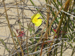 Crocanthemum brasiliense