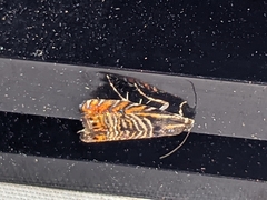 Thaumatographa jonesi