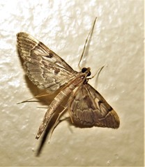 Duponchelia lanceolalis