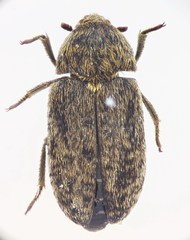 Dermestes mustelinus