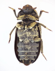 Dermestes mustelinus