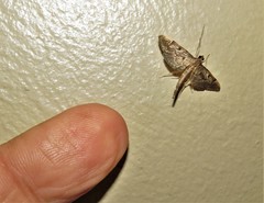 Duponchelia lanceolalis