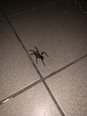 Cyrtopholis portoricae