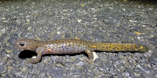 Gensan Salamander