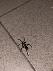 Cyrtopholis portoricae