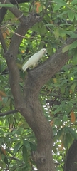 Cacatua goffiniana