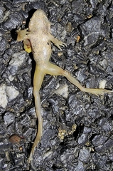 Rana huanrensis