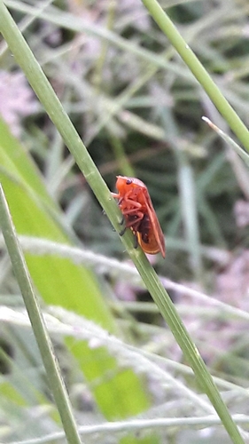 Ischnorhinidae