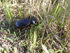 Eleodes grandicollis