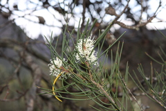 Hakea lissosperma