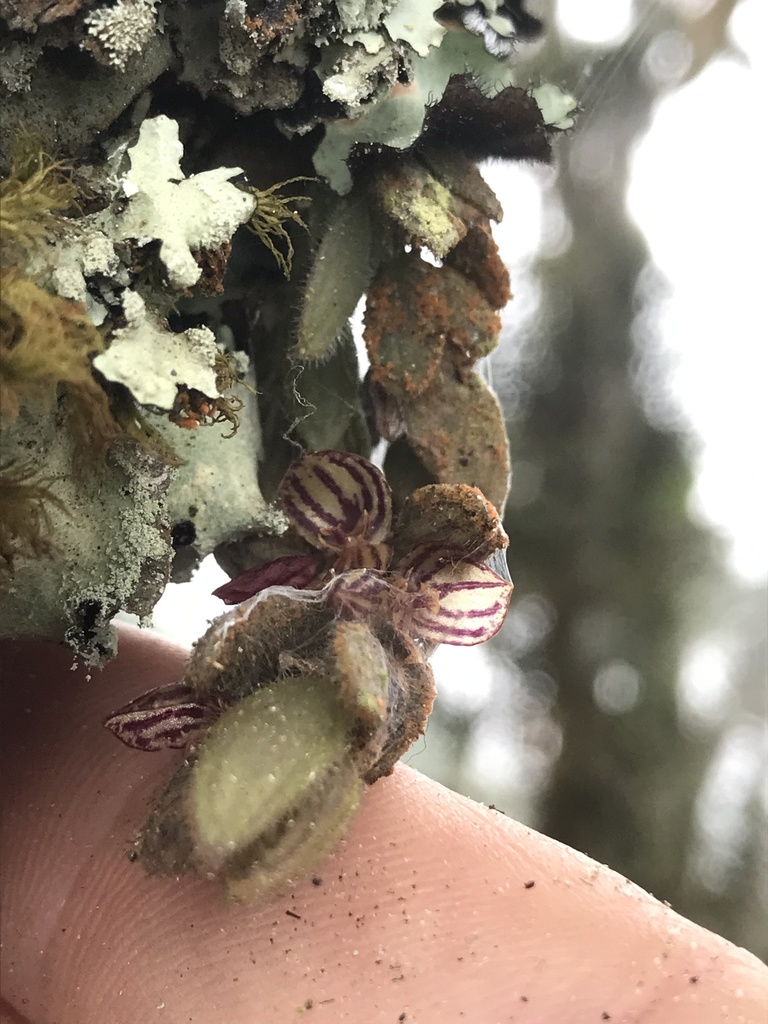 Andinia persimilis