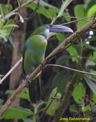 Aulacorhynchus coeruleicinctis