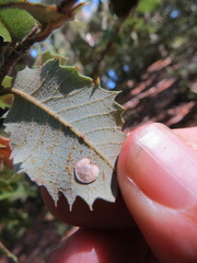 Paracraspis guadaloupensis