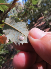 Paracraspis guadaloupensis