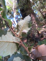 Paracraspis guadaloupensis