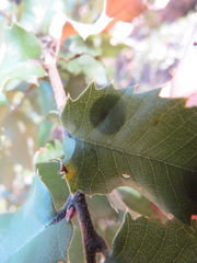 Paracraspis guadaloupensis