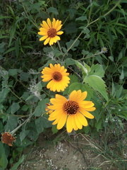 Tithonia tubaeformis