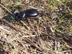 Eleodes grandicollis