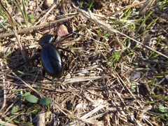 Eleodes grandicollis