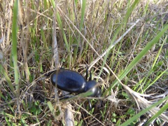 Eleodes grandicollis