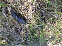 Eleodes grandicollis