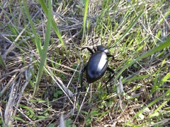 Eleodes grandicollis