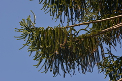 Araucaria bidwillii