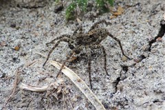 Pardosa groenlandica