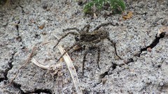 Pardosa groenlandica