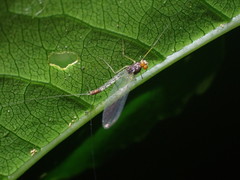 Mauiulus luma