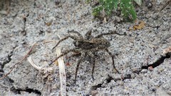 Pardosa groenlandica