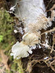 Hydnocristella himantia