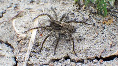 Pardosa groenlandica