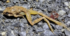 Rana huanrensis