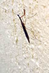 Bistanta mexicana