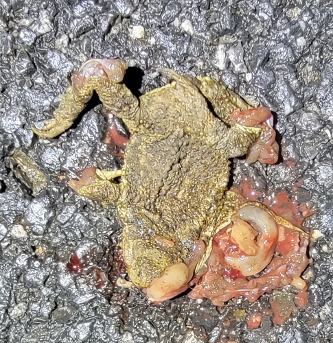 Sakhalin Toad