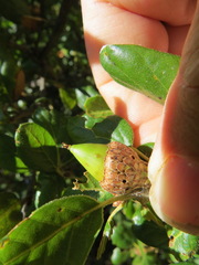 Callirhytis eldoradensis