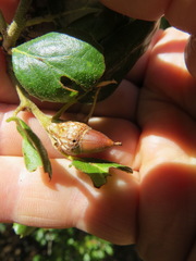 Callirhytis eldoradensis