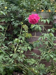 Rosa rugosa