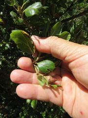 Callirhytis eldoradensis