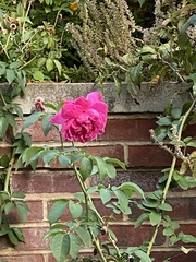 Rosa rugosa