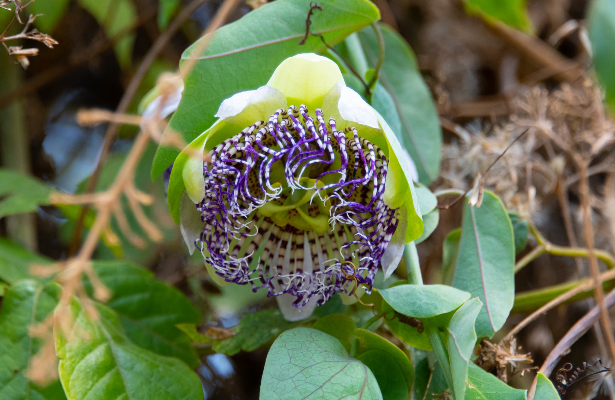 Passiflora sidifolia