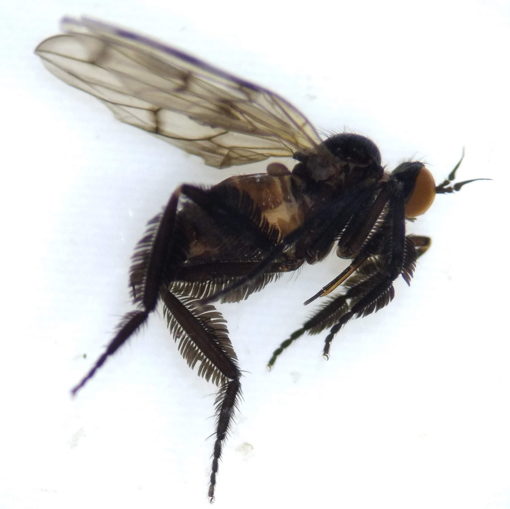Empis clausa