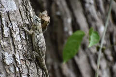 Sceloporus lundelli