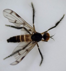Empis clausa
