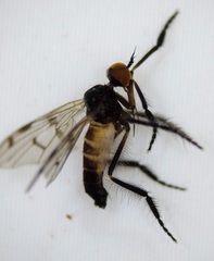 Empis clausa