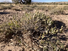 Acleisanthes lanceolata