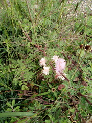 Mimosa texana