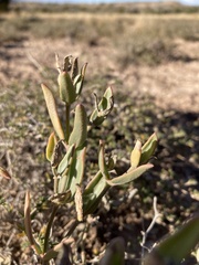 Acleisanthes lanceolata